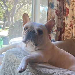 Sky - French Bulldog