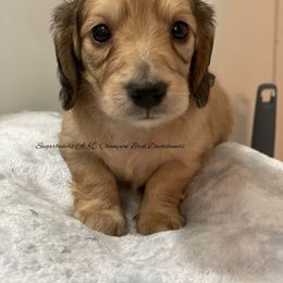 Dachshund Puppies from Sugarbakers Kennel