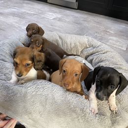 Dachshund Puppies from JnA Dachshunds