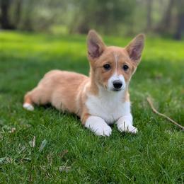 Lupin - Red male Pembroke Welsh Corgi puppy in Mount Vernon, Ohio from Rose Water Corgis in Ohio