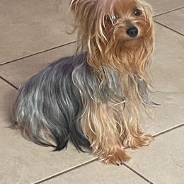 Dixie Bell - Yorkshire Terrier