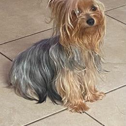 Dixie Bell - Yorkshire Terrier