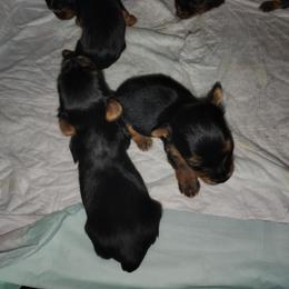 Marley - Black and gold male Yorkshire Terrier puppy in Jacksonville, Florida from Danielle's Yorkies