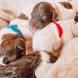 Poodle Puppies from LeBaron Standard Poodles