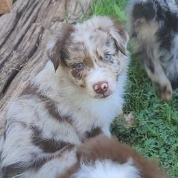 Timber - Red merle male Australian Shepherd puppy in Lubbock, Texas from Barn Raised Aussies