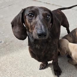 Dachshunds from Wunder Wieners LLC