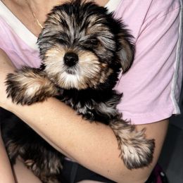 Minina - Black and gold female Yorkshire Terrier puppy in Cape Coral, Florida from Katherine’s Yorkies and Poodles