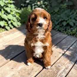 Noah - Red male Cavapoo puppy in Tucson, Arizona from Adored Poodle & Doodles