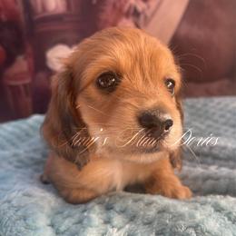 Carmine - Dapple male Dachshund puppy in Jena, Louisiana from Amy’s Mini Doxies