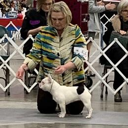 French Bulldog All Grown Up from Kennel Concharty