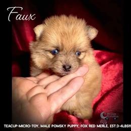 Faux - Wolf sable male Pomsky puppy in Perkins, Oklahoma from A-Dream Pomsky Kennel