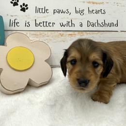 Phoenix AKC Boy 2 - Cream male Dachshund puppy in Sumrall, Mississippi from JP’s Dachshunds