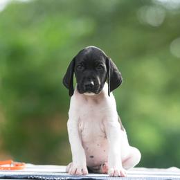 Boy 1 - Black and white male German Shorthaired Pointer puppy in Greensburg, Kentucky from Nosam Kennels- Hungarian Vizslas, and German Shorthairs Located in Kentucky