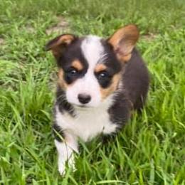 Pembroke Welsh Corgis from 10 Mile Creek Farms