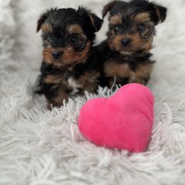 Maltese and Yorkshire Terrier Puppies from Happy Tail Pups