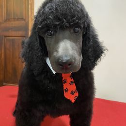 Poodle Puppies from D and D Standard Poodles