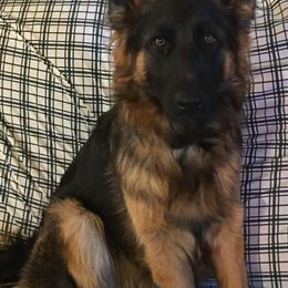 German Shepherds from Clara's German Shepherds