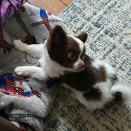 Carlos - Chocolate and white male Chihuahua puppy in Xenia, Ohio from Moose Creek Chihuahua's