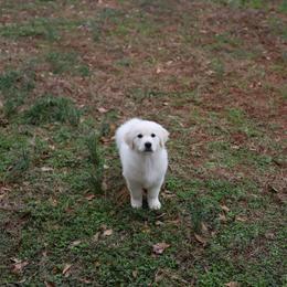 Golden Retriever puppies from Dutton Dog Co & Dalla Grazia Doberman