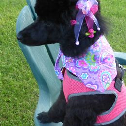 Poodles from Nubian Mini Poodles