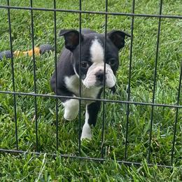 Jasmine - Black brindle and white female Boston Terrier puppy in Fillmore, Illinois from Wind Hill Puppies
