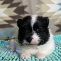 AKC FLASH - Black parti male Pomeranian puppy in Watkins Glen, New York from Wicked Spirits Pomeranians