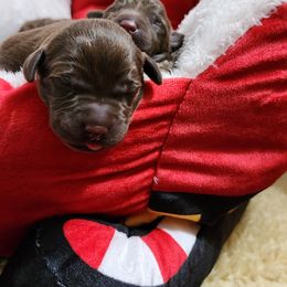 Girl 1 - Chocolate Labrador Retriever puppy in Helena, Montana from Whistling Wings Retrievers, LLC.