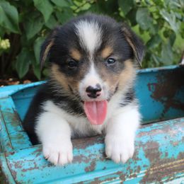 Boomer - Pembroke Welsh Corgi puppy from Covered Bridge Corgis