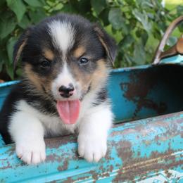 Boomer - Pembroke Welsh Corgi puppy from Covered Bridge Corgis