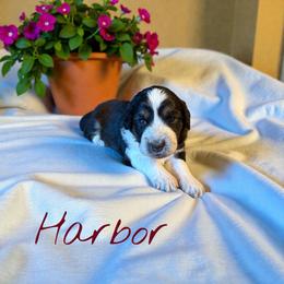 Harbor - Black tri-color female Aussiedoodle puppy in Ellenburg Center, New York from Kristin's Puppies