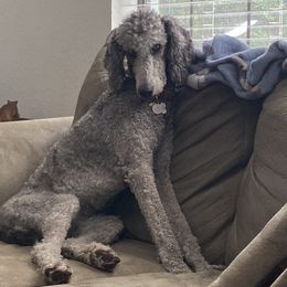 Poodle All Grown Up from Patch of Pines