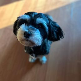 Buttercup - Havanese