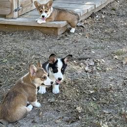 Pembroke Welsh Corgi Puppies from S7 Corgis and Chaos