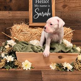 Sarah - White female Boxer puppy in Grove City, Ohio from Krieger Family Boxers