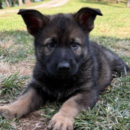 Quarry - Sable male German Shepherd puppy in Buffalo, West Virginia from Z Tykev Vino LLC