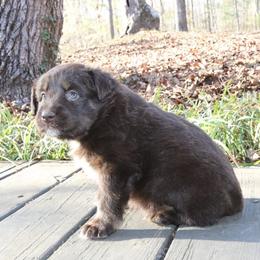 Abanai - Red tri-color female Australian Shepherd puppy in Macon, Georgia from Shaina’s Shepherds