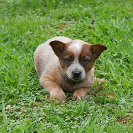 Daniel Morgan - Red mottled male Australian Cattle Dog puppy in Buffalo Valley, Tennessee from Buffalo Valley Breeders