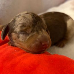 Brittany - Dapple female Dachshund puppy in Olathe, Colorado from Rocking LJ Breeding