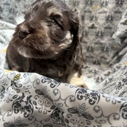 Girl 3 - Liver female Miniature Schnauzer puppy in Biggs, California from Melton's Mini Schnauzers
