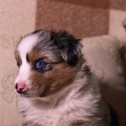 Brooklyn - Blue merle female Miniature Australian Shepherd puppy in Lehigh Acres, Florida from West Coast Mini Aussies