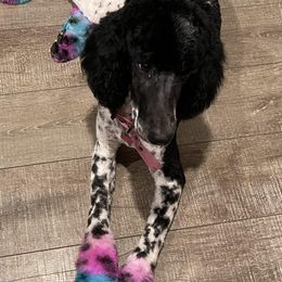 Bernedoodles from The Bernedoodle Villa