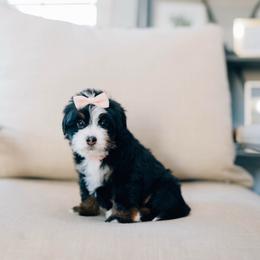 Michelle - Tri-color female Bernedoodle puppy in Murray, Utah from Sun Valley Doodles