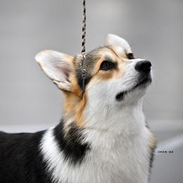 Blush - Pembroke Welsh Corgi