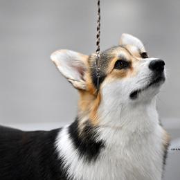 Blush - Pembroke Welsh Corgi