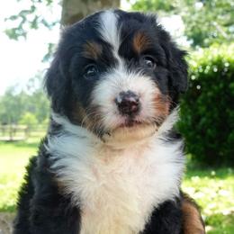 Lisette - Tri-color female Bernedoodle puppy in Folsom, Louisiana from DoodlesFarmCo