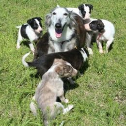 Silken Windhounds from Silken Mythology