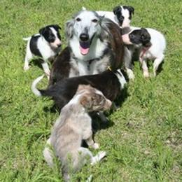Silken Windhounds from Silken Mythology