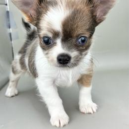 Patches - Merle male Chihuahua puppy in Westport, New York from Chantilly chihuahuas