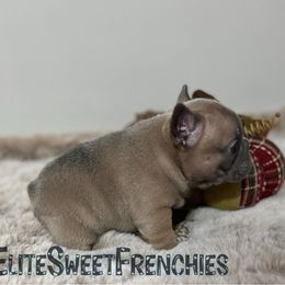 Boy 1 - Blue fawn male French Bulldog puppy in Dothan, Alabama from Elite Sweet Frenchies