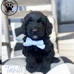 Tahiti - Black male Goldendoodle puppy in Anderson, South Carolina from Brinkerhoff Doodle Farm